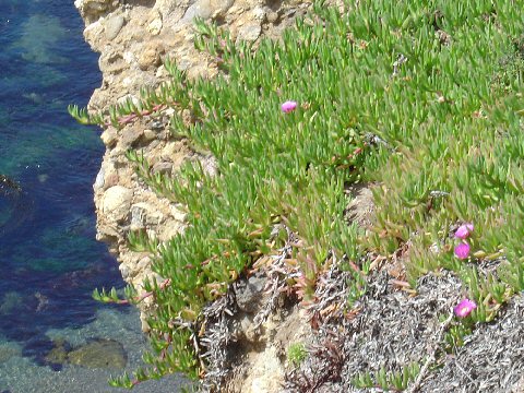 Carpobrotus chilensis