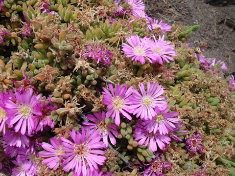 Carpobrotus chilensis