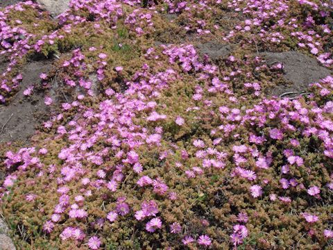 Carpobrotus chilensis