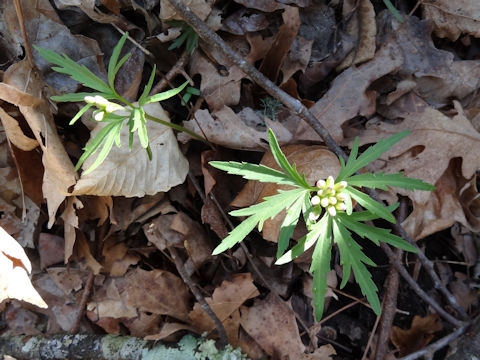 Cardamine concatenata