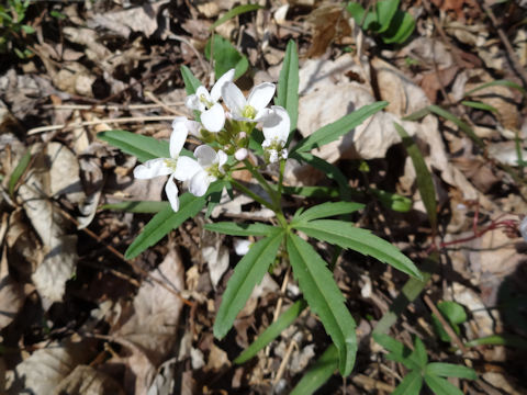 Cardamine concatenata