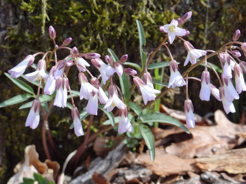 Cardamine concatenata