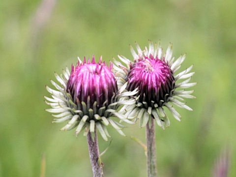 Carduus defloratus