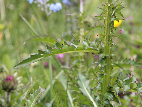 Carduus defloratus