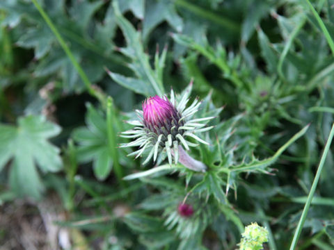 Carduus defloratus