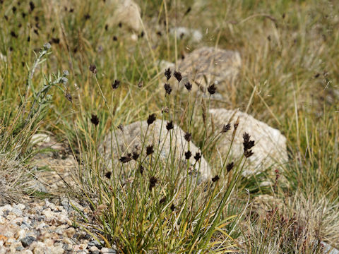 Carex ebenea