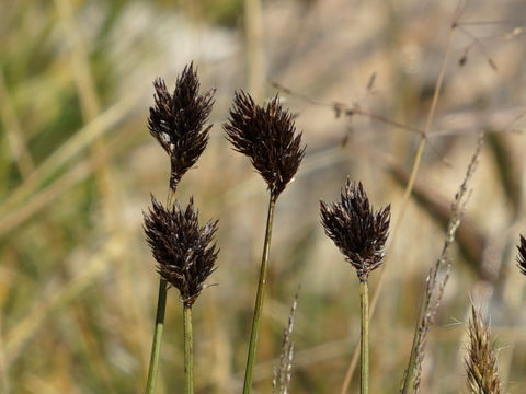 Carex ebenea