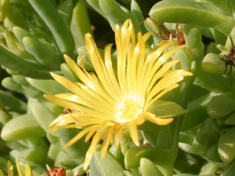 Carpobrotus edulis