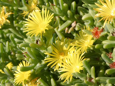 Carpobrotus edulis