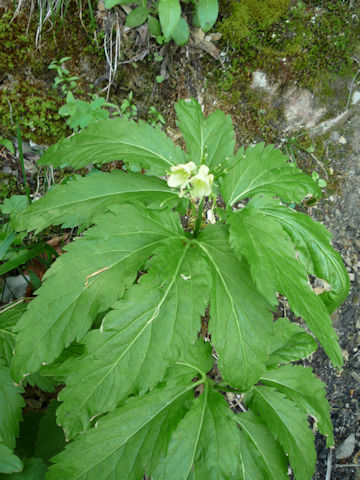 Cardamine enneaphyllos