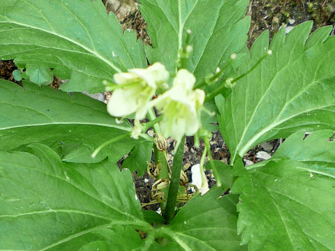 Cardamine enneaphyllos