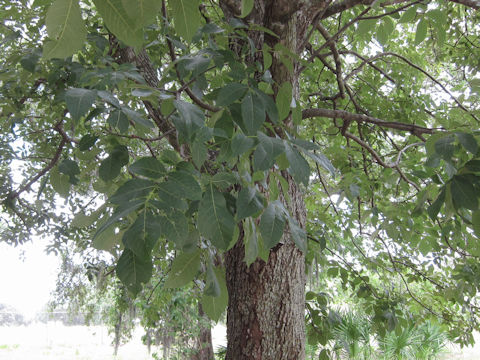 Carya glabra