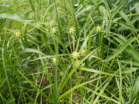 Carex grayi