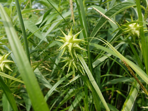 Carex grayi