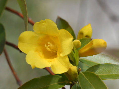 Gelsemium sempervirens