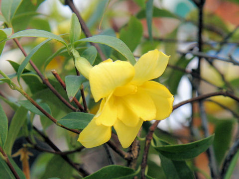 Gelsemium sempervirens