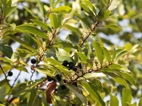 Prunus caroliniana