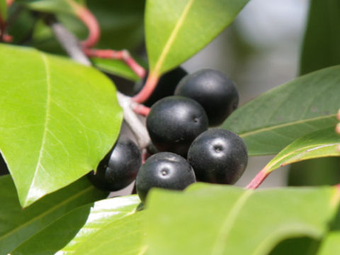 Prunus caroliniana