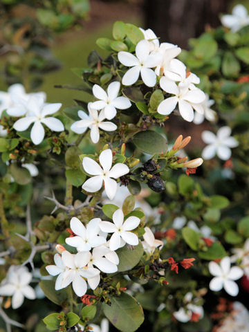 Carissa macrocarpa cv. Nana