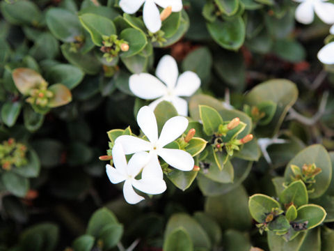 Carissa macrocarpa cv. Nana