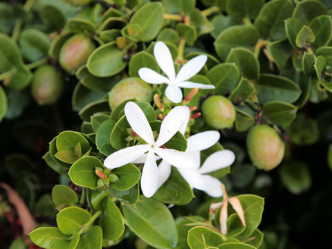 Carissa macrocarpa cv. Nana