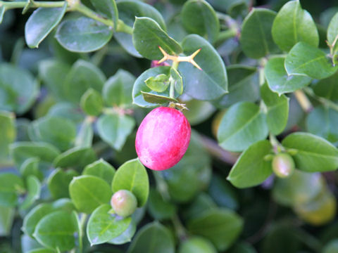 Carissa macrocarpa cv. Nana