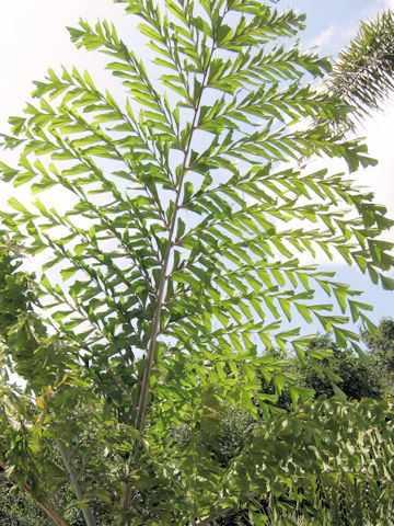 Caryota obtusa