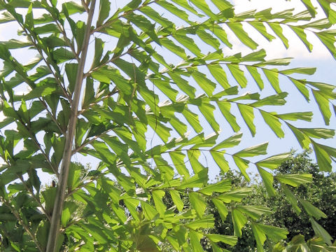 Caryota obtusa