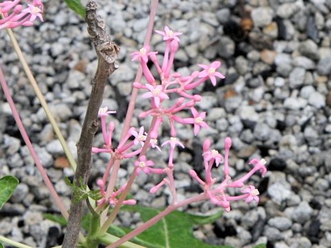 Carica parviflora