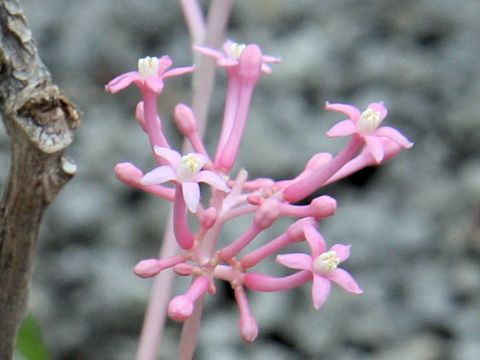 Carica parviflora