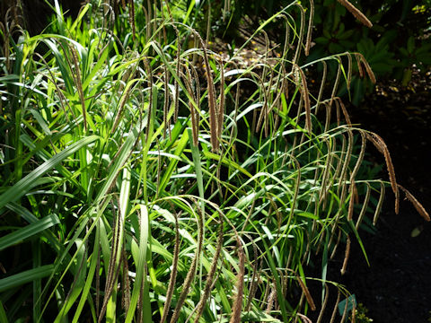 Carex pendula