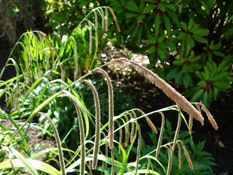 Carex pendula