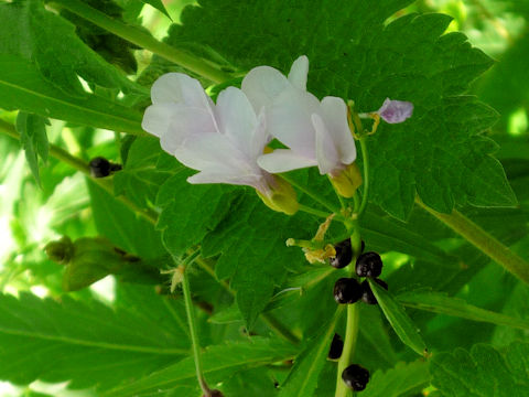 Cardamine pentaphyllos