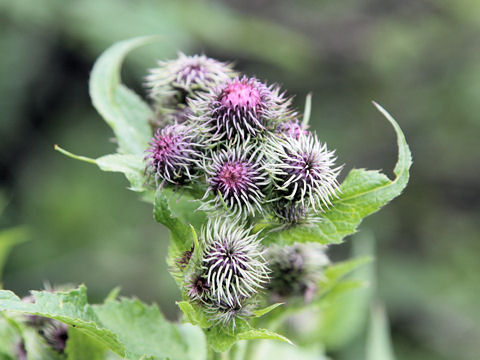 Carduus personata