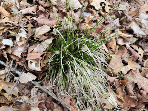 Carex pensylvanica