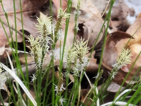 Carex pensylvanica