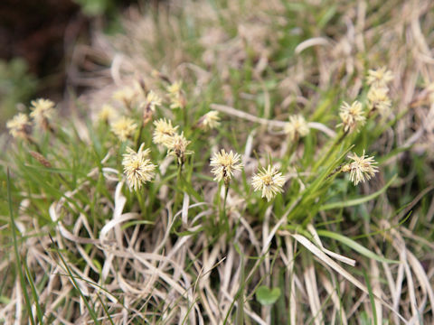 Carex praecox