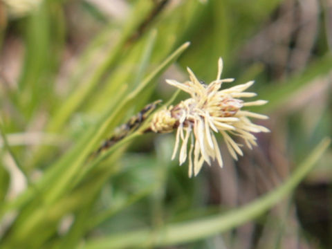 Carex praecox