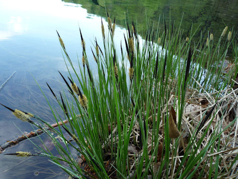 Carex riparia