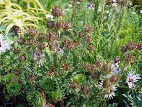 Carlina vulgaris