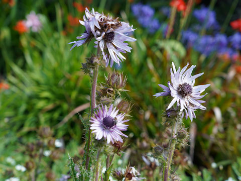 Carlina vulgaris