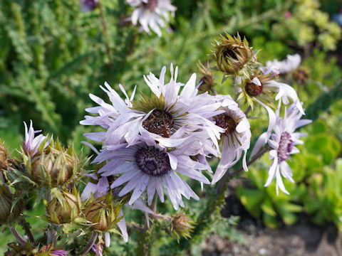 Carlina vulgaris