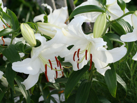 Lilium cv. Casablanca