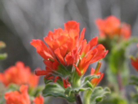 Castilleja affinis