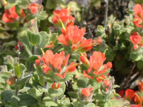 Castilleja affinis