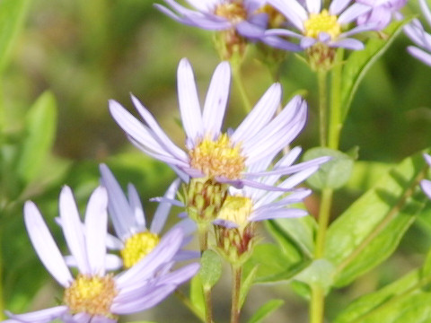 Aster ledophyllus