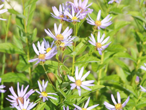 Aster ledophyllus