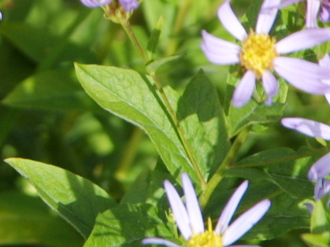 Aster ledophyllus