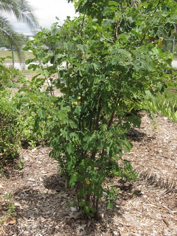 Cassia bicapsularis