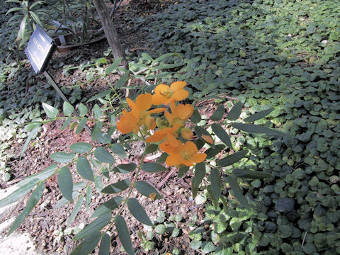 Cassia floribunda